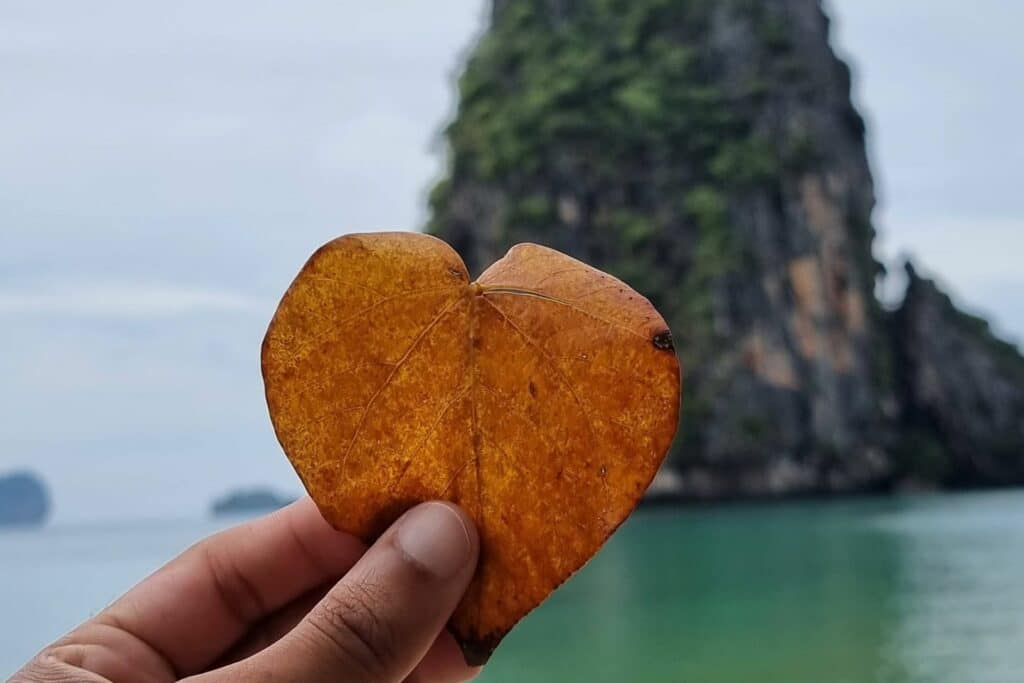 Heart shape leaf by the beach in Thailand